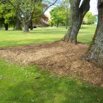 Shady grass area, covered by Woodchip