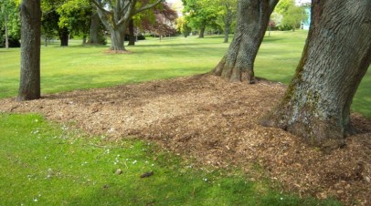 Grass For Shade: Growing a Good Lawn in Shady Areas