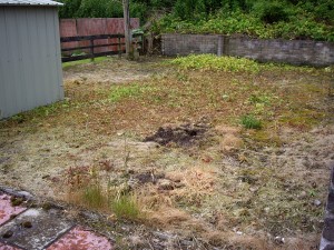 a lawn following application of weedkiller - wilted yellow grass