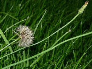 Lawn Weeds, pests and diseases include dandilions, as shown here.