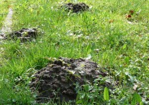 A molehill on a lawn