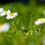 A close-up of grass and daisys