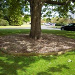 A shade covered lawn, solved by using woodchip around the tree