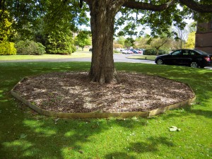 A shade covered lawn, solved by using woodchip around the tree