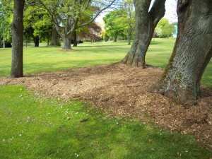 Shady grass area, covered by Woodchip