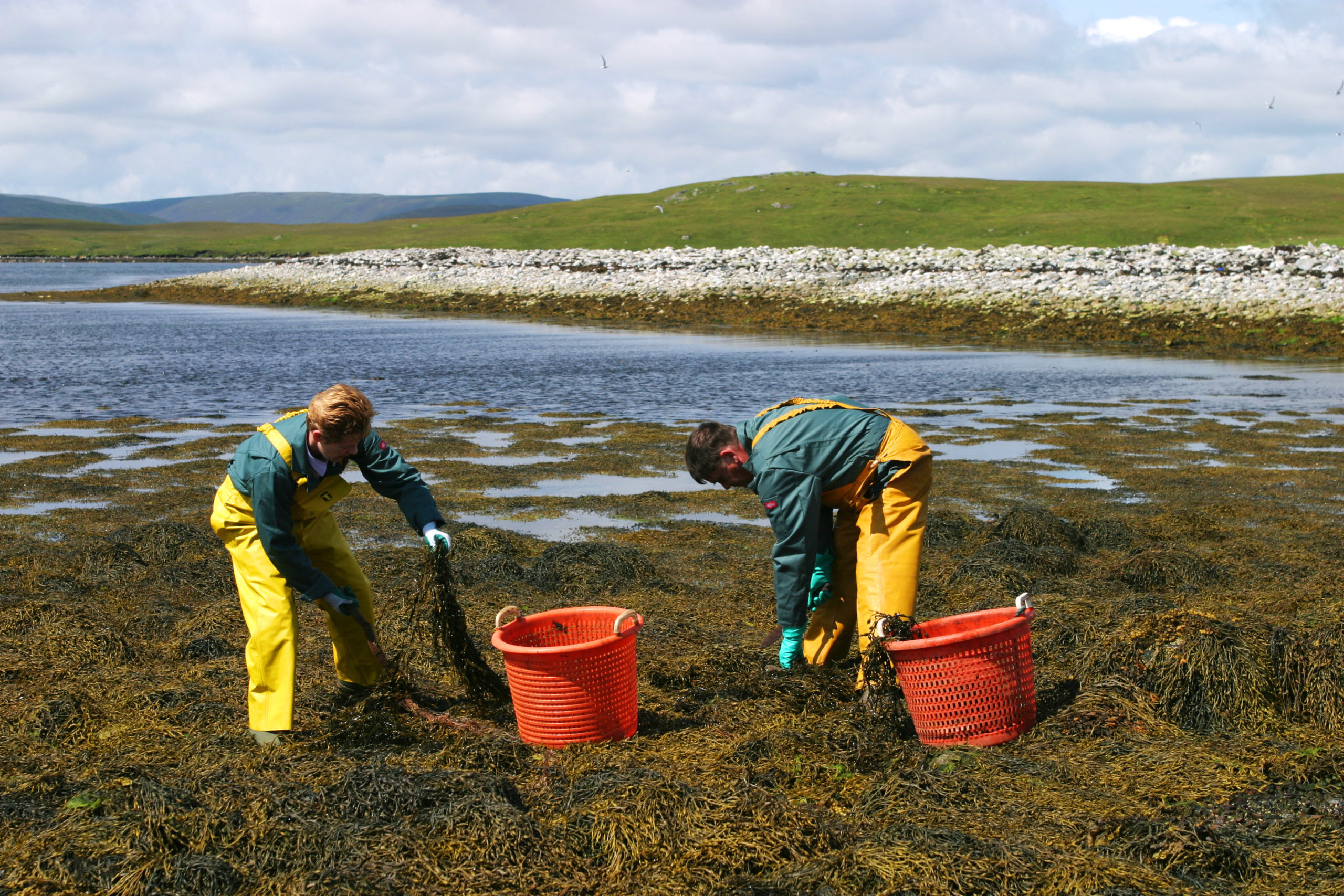 Harvesting Seaweed for fertiliser