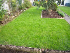 Lawn renovation by lawns for you