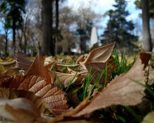 Your Lawn requires fertiliser in the autumn to get set for Winter