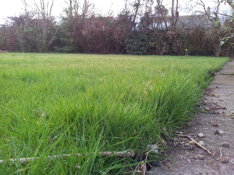 My Lawn: Ripe for a Lawn Care Programme