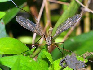 A crane fly, or daddy longlegs, the adult of the leatherjacket, resting on leaves