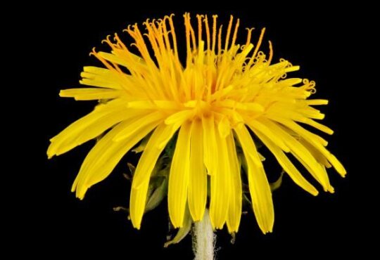 Dandelion lawn weed close-up