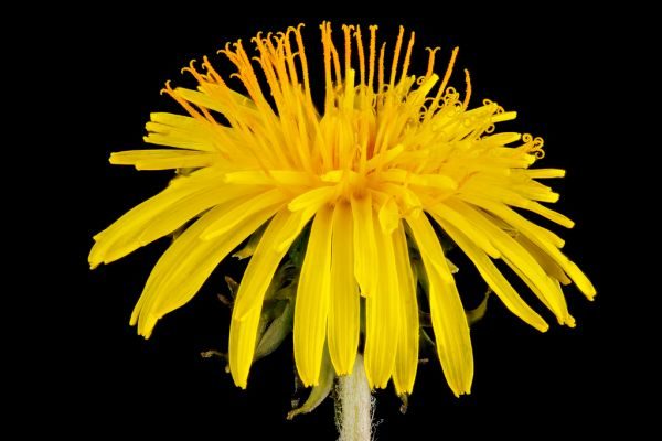 Dandelion lawn weed close-up