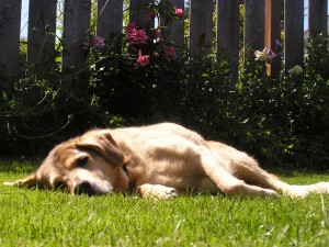 Creating a Dog Friendly Lawn and Garden