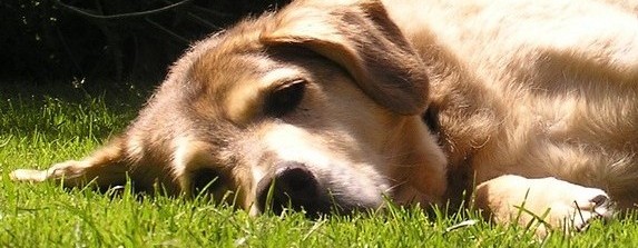 Creating a Dog Friendly Lawn and Garden