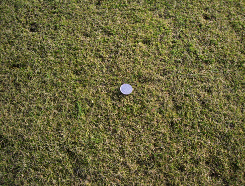 A fescue/bent lawn looking good even in January