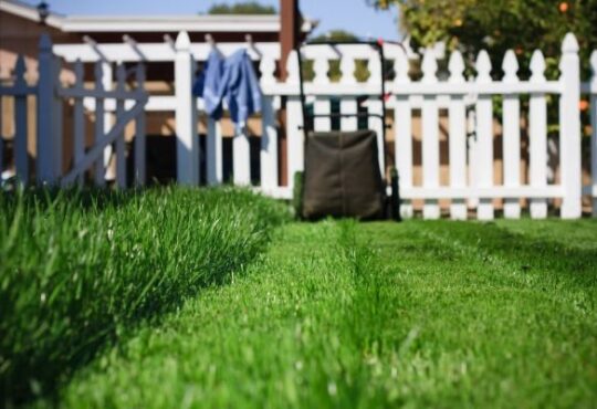 Lush freshly mown garden lawn