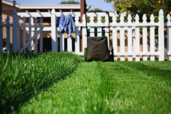 Lush freshly mown garden lawn