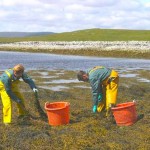 bowling green dry patch can be dealt with using seaweed and other methods
