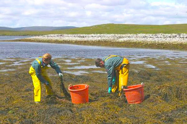 Harvesting Seaweed for fertiliser