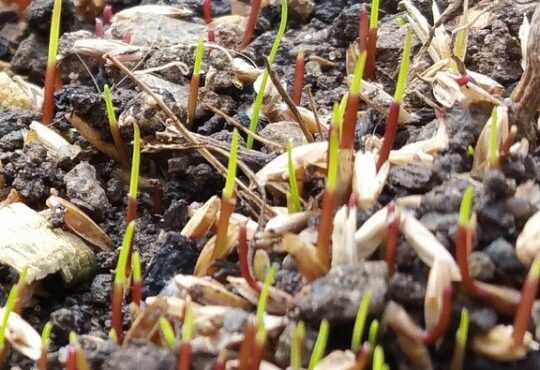 Grass seed germinating in soil