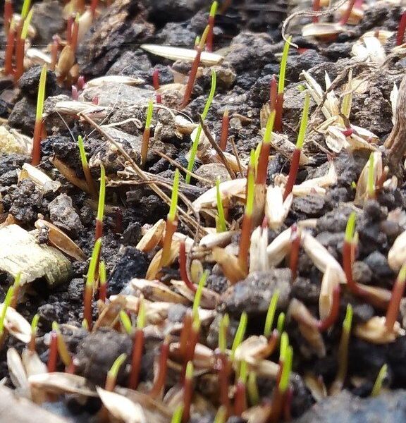 Grass seed germinating in soil