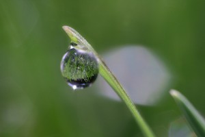 A droplet of water clinging to grass