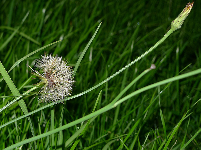 Lawn Weeds, pests and diseases include dandilions, as shown here.