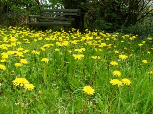 Dandelion Weeds causing havoc for Lawn Care