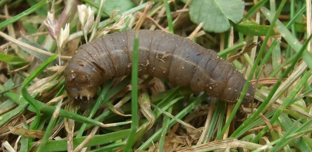 A leatherjacket, the grey-brown legless grub of the crane fly, lying on a lawn