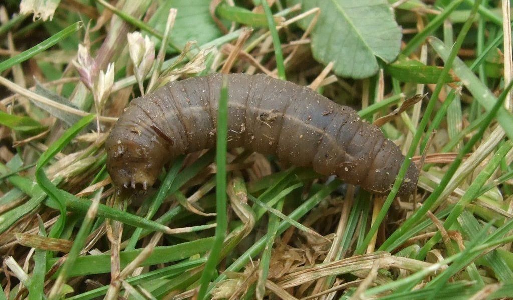 A leatherjacket, the grey-brown legless grub of the crane fly, lying on a lawn