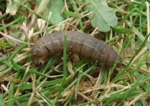 A leatherjacket, the grey-brown legless grub of the crane fly, lying on a lawn