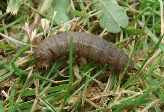A leatherjacket, the grey-brown legless grub of the crane fly, lying on a lawn