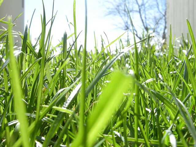 A close up of grass, with sunset behind