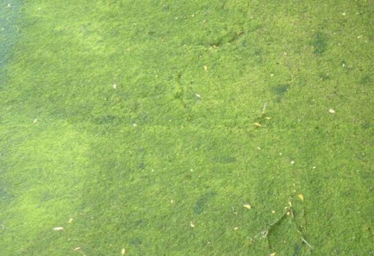 Moss growing across a lawn surface