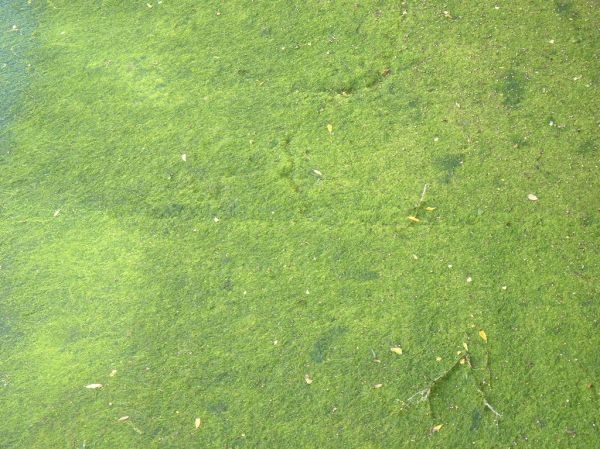 Moss growing across a lawn surface