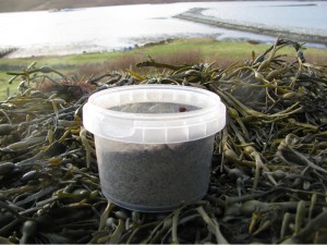 Organic edible seaweed - a salt substitute for your food