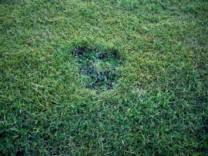 rosette style lawn weed damage from dandelion