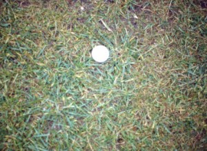 An example of rye grass invading fine turf