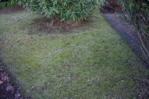 This lawn is in heavy shade, and of awkward shape - hence the heavy growth of moss.