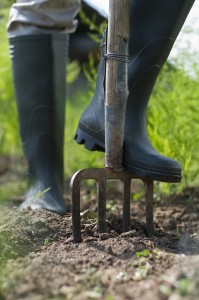 In preparation for planting a new lawn, it's time to get the fork out