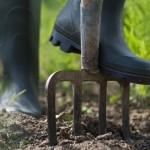 Using a fork to prepare your soil for turfing or seeding