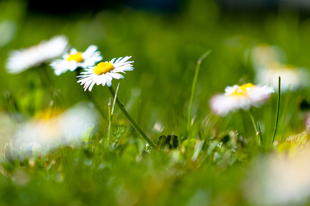 A close-up of grass and daisys