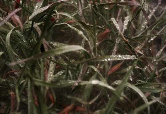 Wet grass covered in rain droplets
