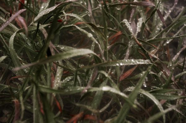 Wet grass covered in rain droplets
